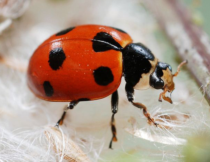 Bugs that you think are cute actually?
