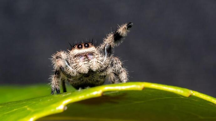 Bugs that you think are cute actually?