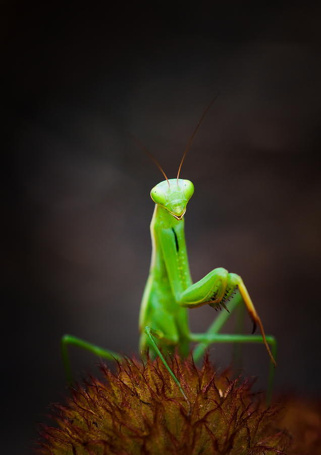 Bugs that you think are cute actually?