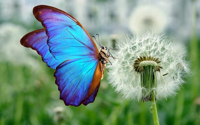 Bugs that you think are cute actually?