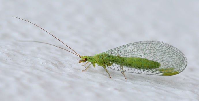 Bugs that you think are cute actually?