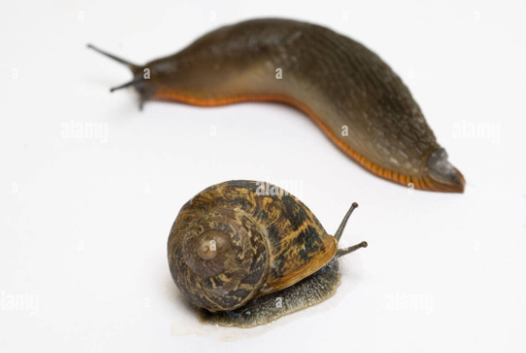 Is a SLUG a SNAIL who got DIVORCED and she got the HOUSE?