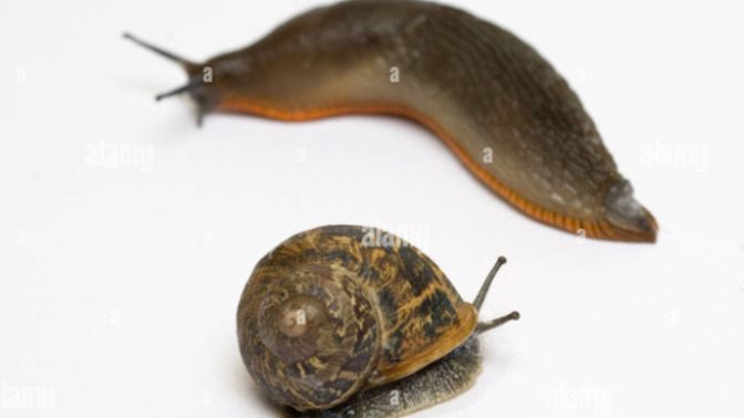 Is a SLUG a SNAIL who got DIVORCED and she got the HOUSE?