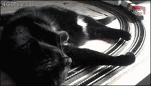 Would you even be mad if a giant cat flipped over the train you were on?