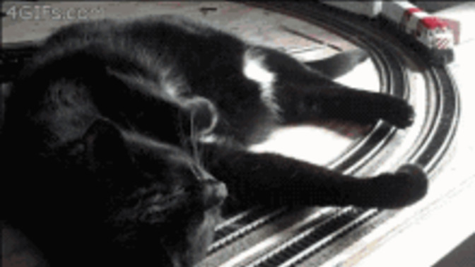Would you even be mad if a giant cat flipped over the train you were on?