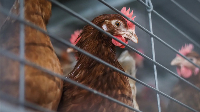 Are animals truly expendable for human progress and comfort?