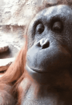 When was the last time you visited a Zoo? And what was your favorite animal to see there?