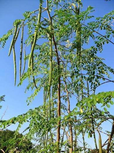 Whats your favourite tree?