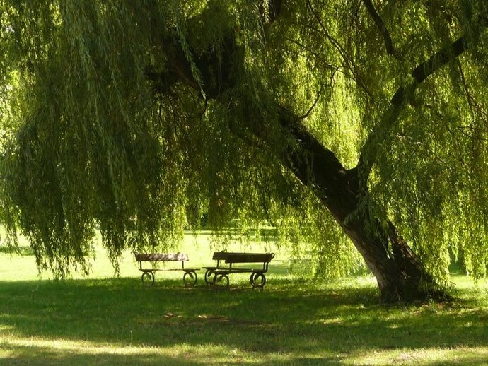 What's your favourite tree?
