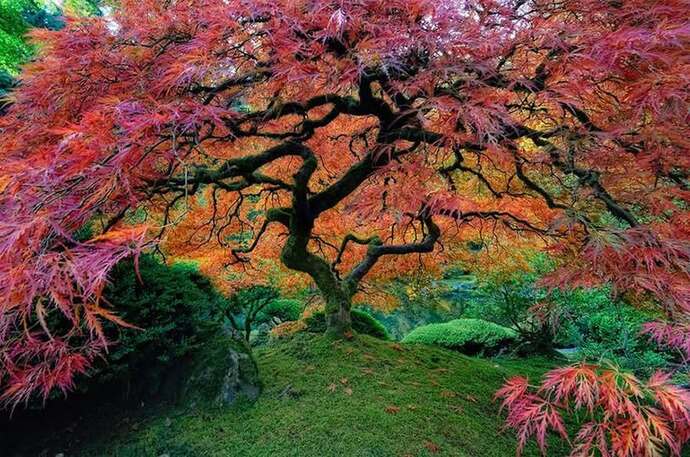 What's your favourite tree?