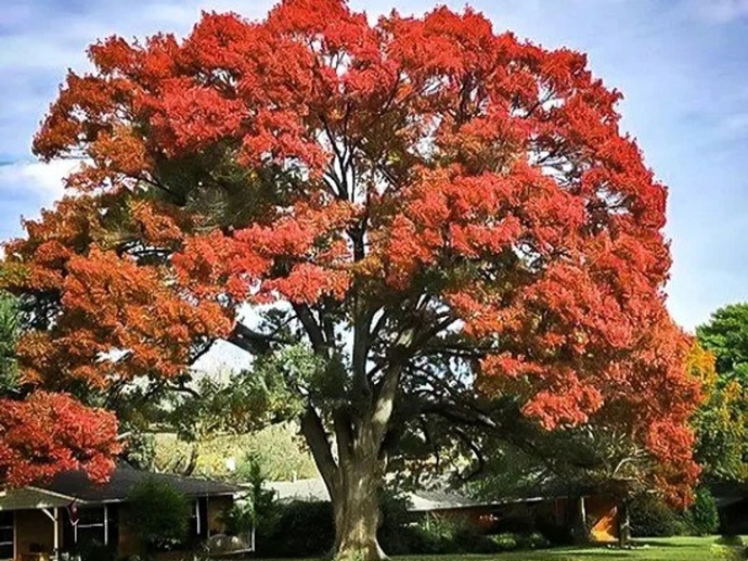the perfect mix of light and shade