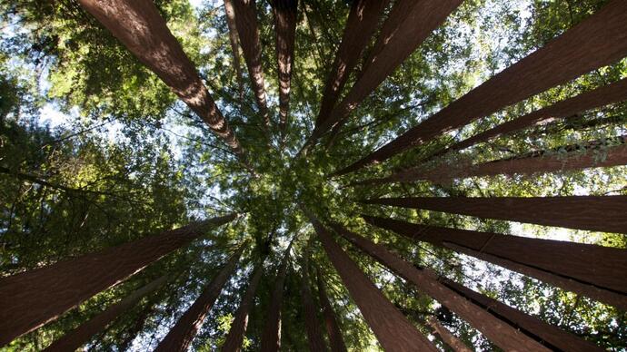 What's your favourite tree?