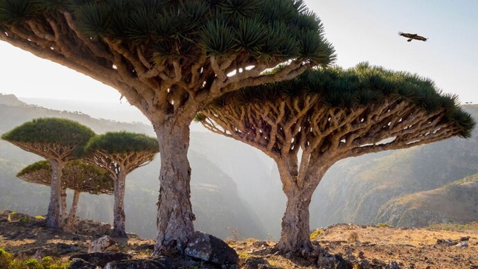 What's your favourite tree?