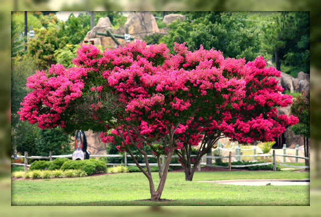 What's your favourite tree?