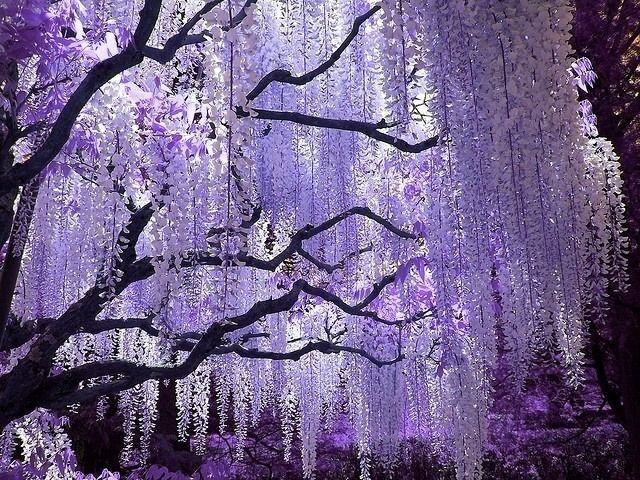 What's your favourite tree?