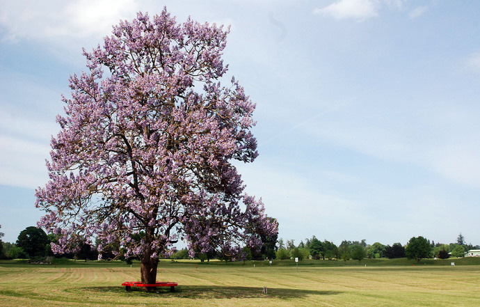 What's your favourite tree?