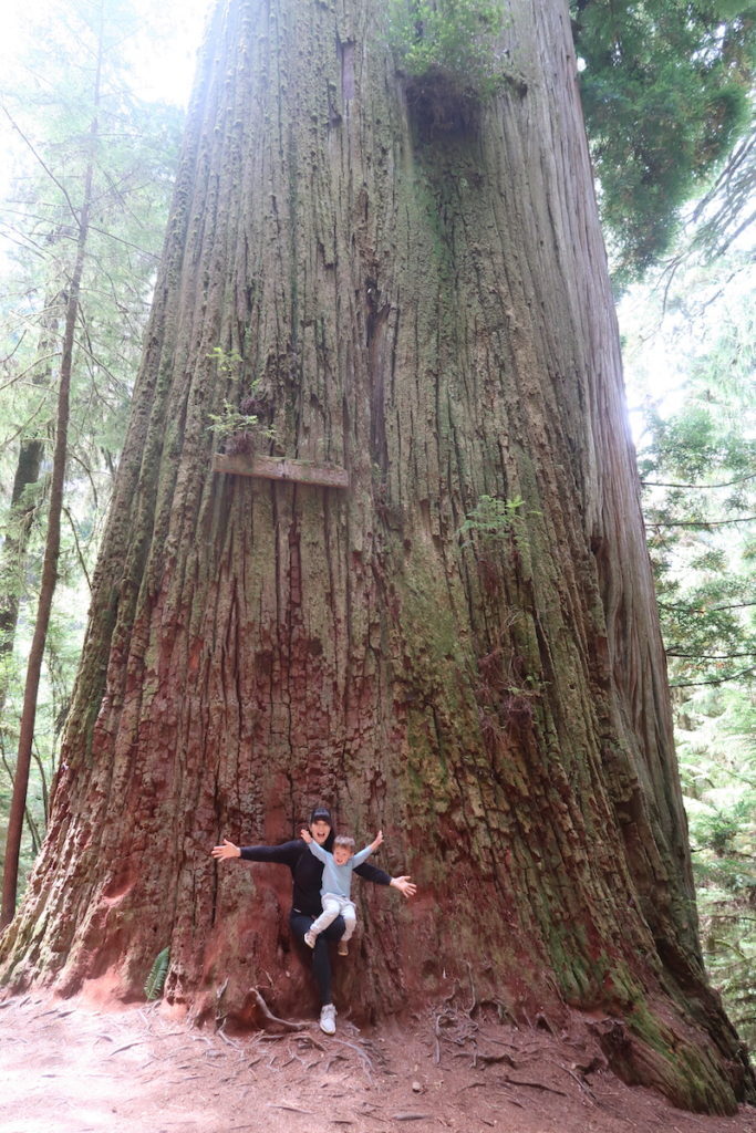 What's your favourite tree?