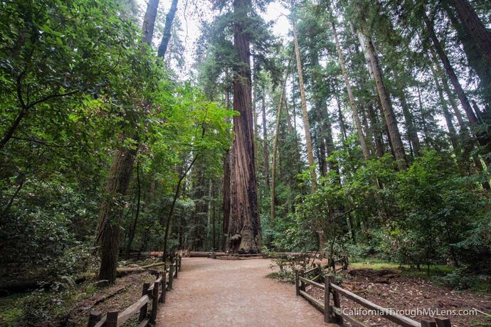 What's your favourite tree?