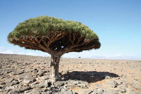 What's your favourite tree?