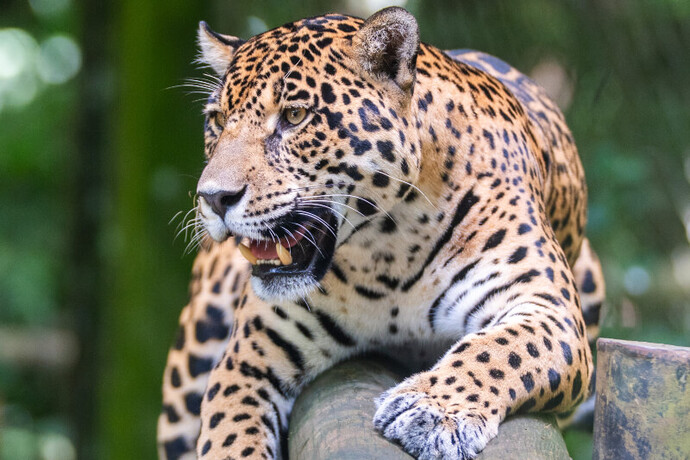 Are you more a solitary animal or a social animal?