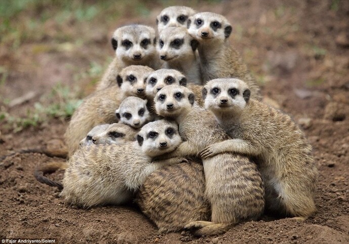 Are you more a solitary animal or a social animal?