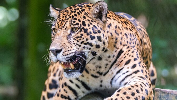 Are you more a solitary animal or a social animal?