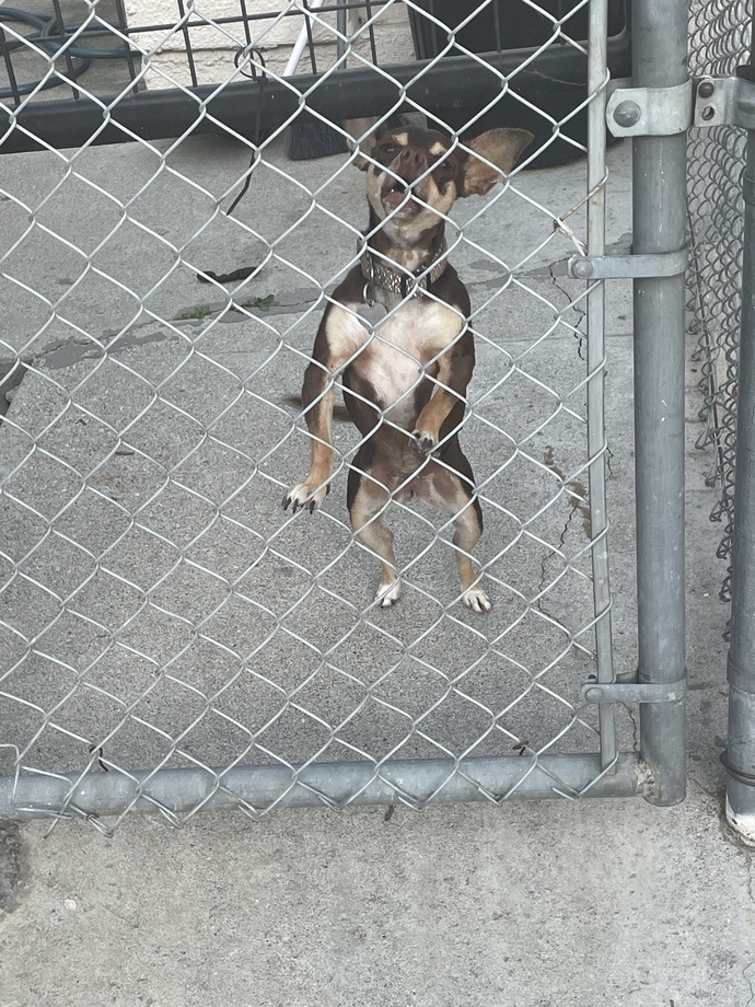 People here with Dogs, do yours bark at delivery people?