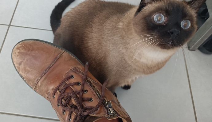 How does your laces look on your shoes?