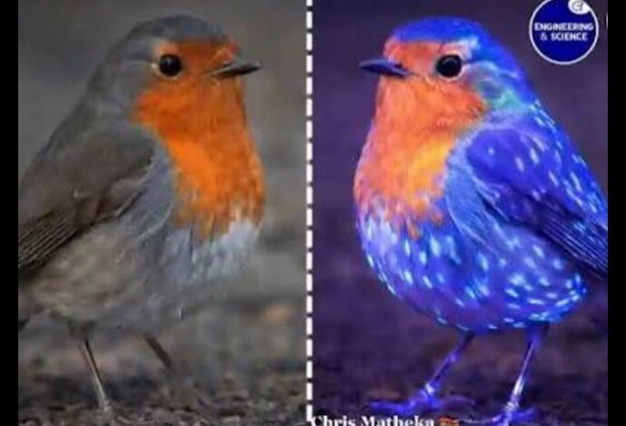 Would you rather see in ultraviolet or infrared?