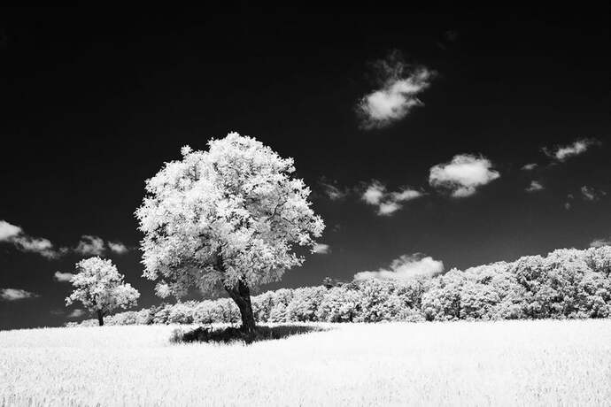 Would you rather see in ultraviolet or infrared?