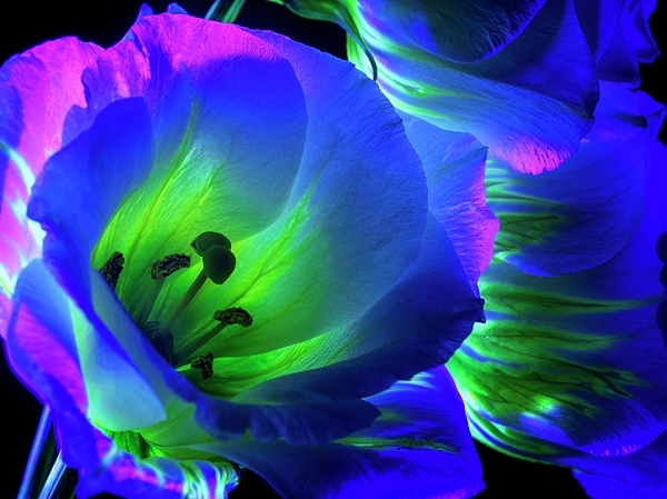 Would you rather see in ultraviolet or infrared?