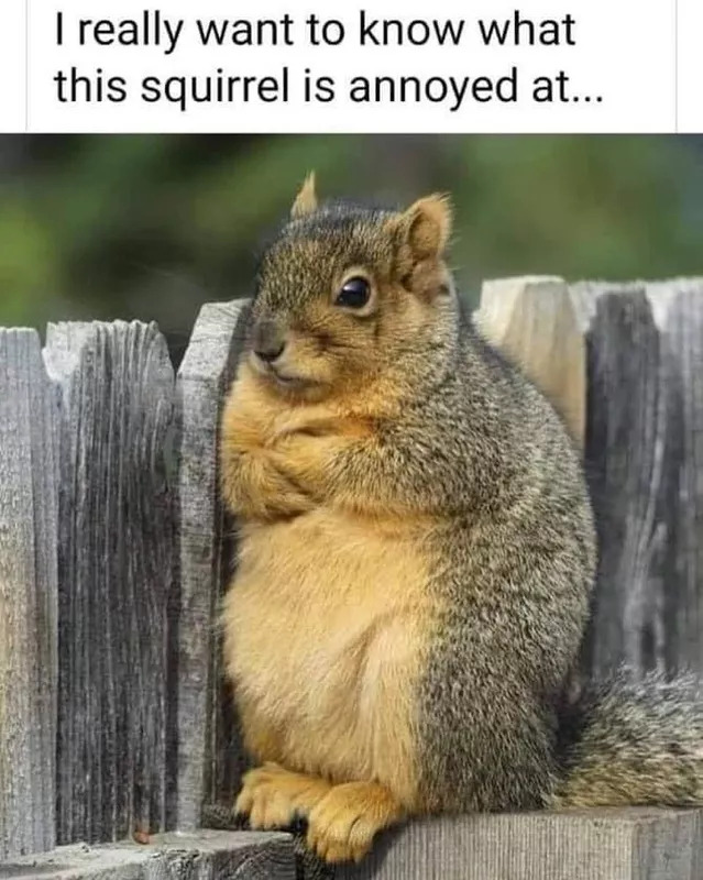 Do you love squirrels, or find them cute like mice and rabbits?