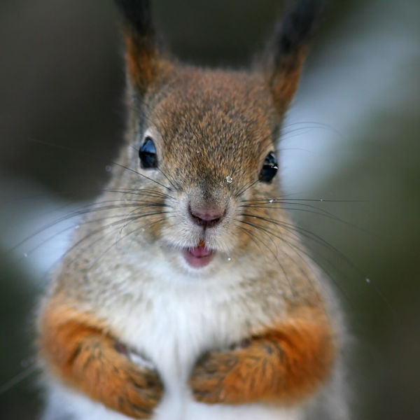 Do you love squirrels, or find them cute like mice and rabbits?