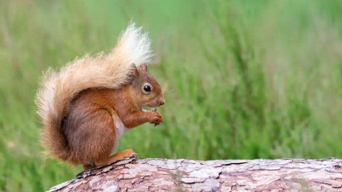 Do you love squirrels, or find them cute like mice and rabbits?