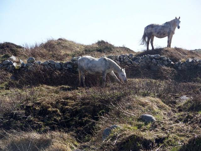 How beautiful are Connemara ponies compared with other horse breeds?