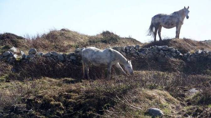 How beautiful are Connemara ponies compared with other horse breeds?