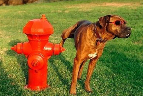 Ladies, what can your dog do that your husband just can’t?