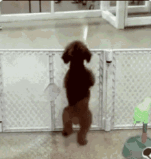 Ladies, what can your dog do that your husband just can’t?