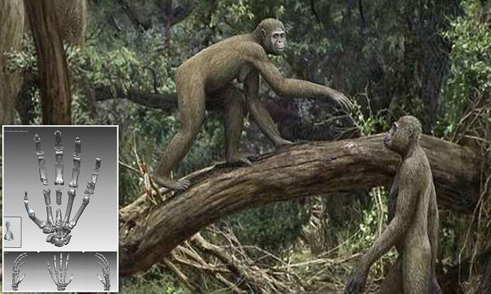 If we were all still primates and hanging out in trees still what type of tree would YOU like to hang out on?