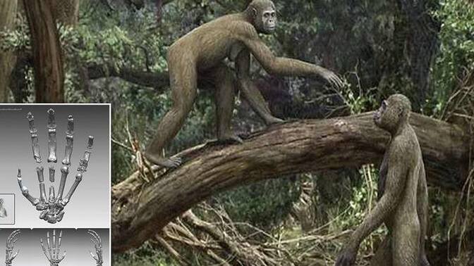 If we were all still primates and hanging out in trees still what type of tree would YOU like to hang out on?