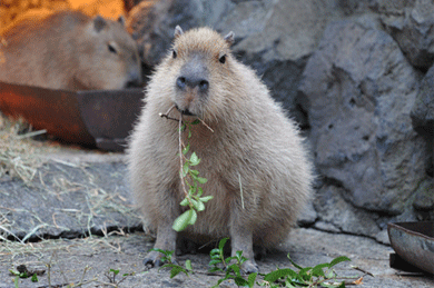 Capybara