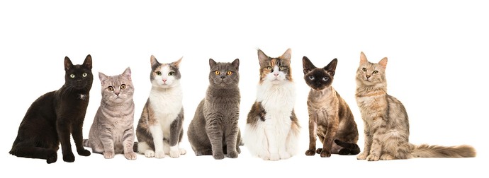 What is something that is 100% myth about cats?