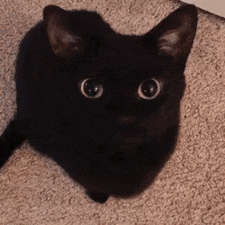 What is something that is 100% myth about cats?
