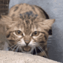 What is something that is 100% myth about cats?