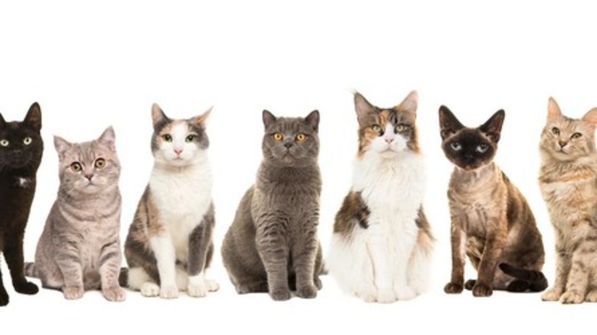 What is something that is 100% myth about cats?