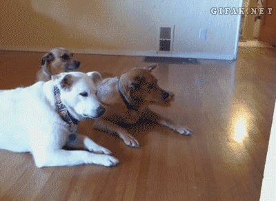What is something that is 100% myth about dogs?