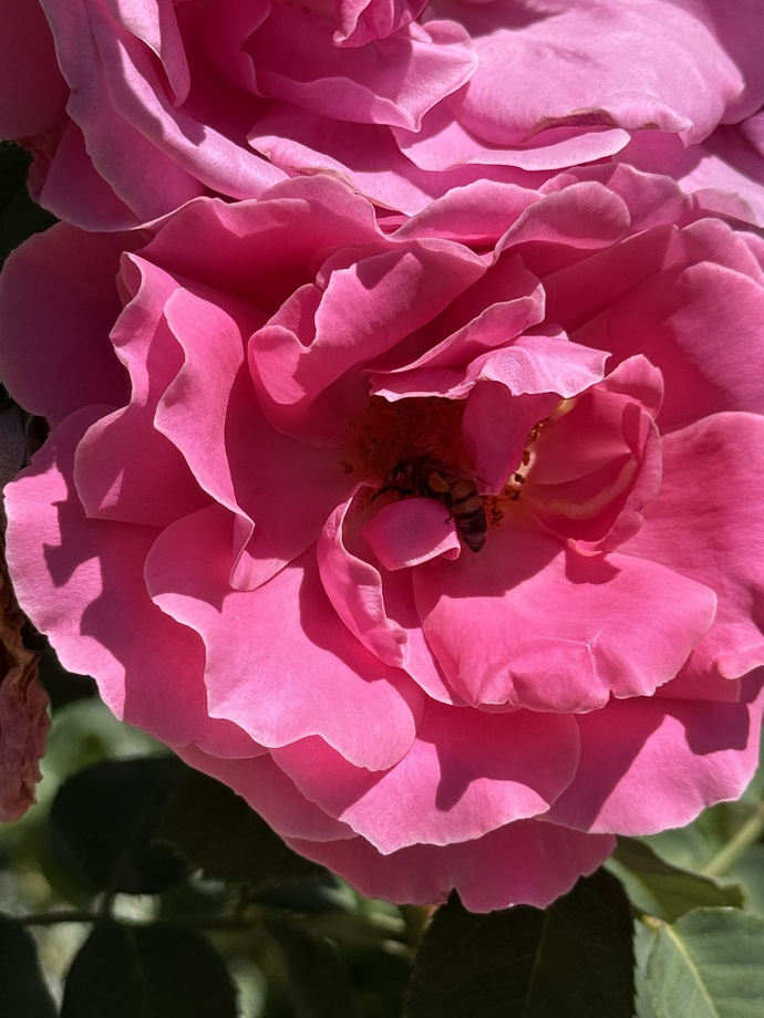 🐝🌸
