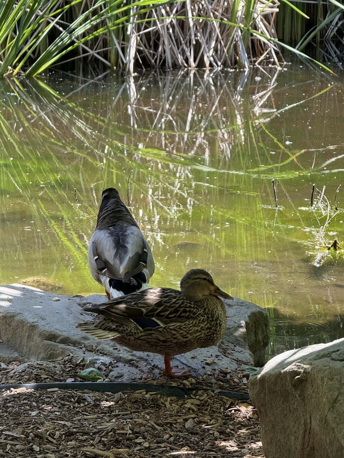 🦆🦢🪶