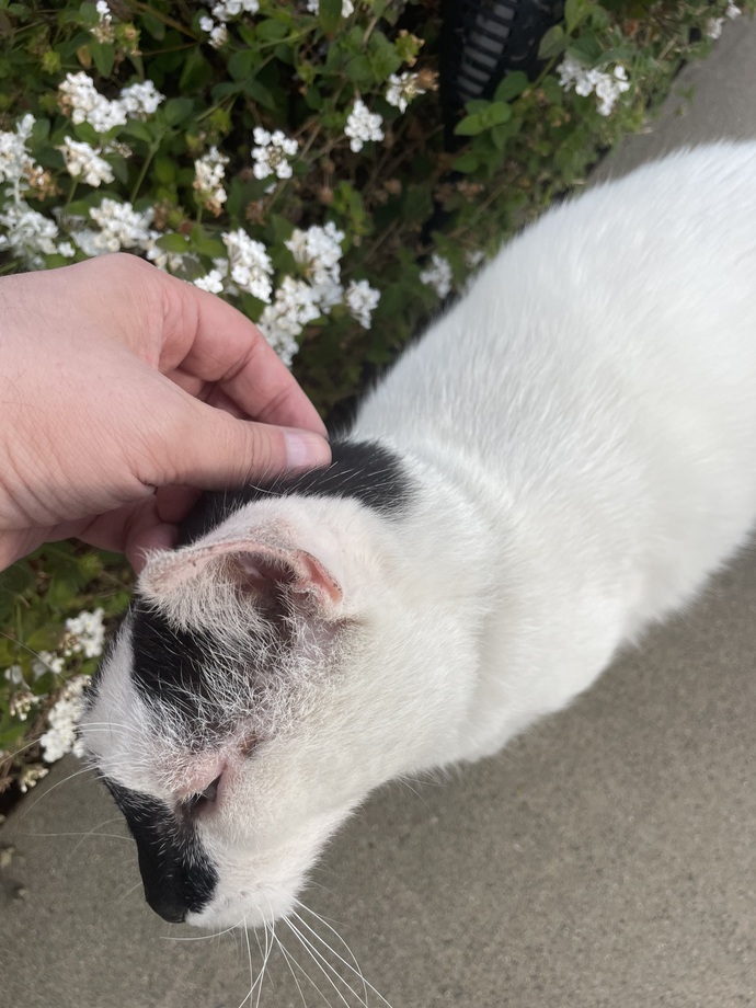 Kitty while i was out delivering let me pet it