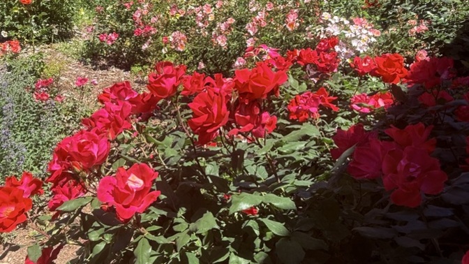 Do you enjoy stopping to notice little beautiful things… or are you usually too focused on where you’re headed?